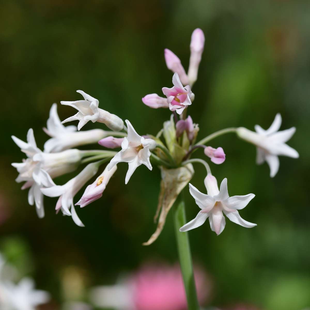 Usturoiul Dulce - 6 buc - Tulbaghia violacea - Înălţime 15-25cm - ⌀9cm