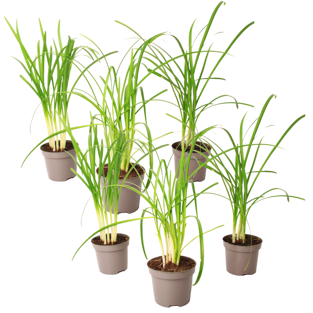 Usturoiul Dulce - 6 buc - Tulbaghia violacea - Înălţime 15-25cm - ⌀9cm