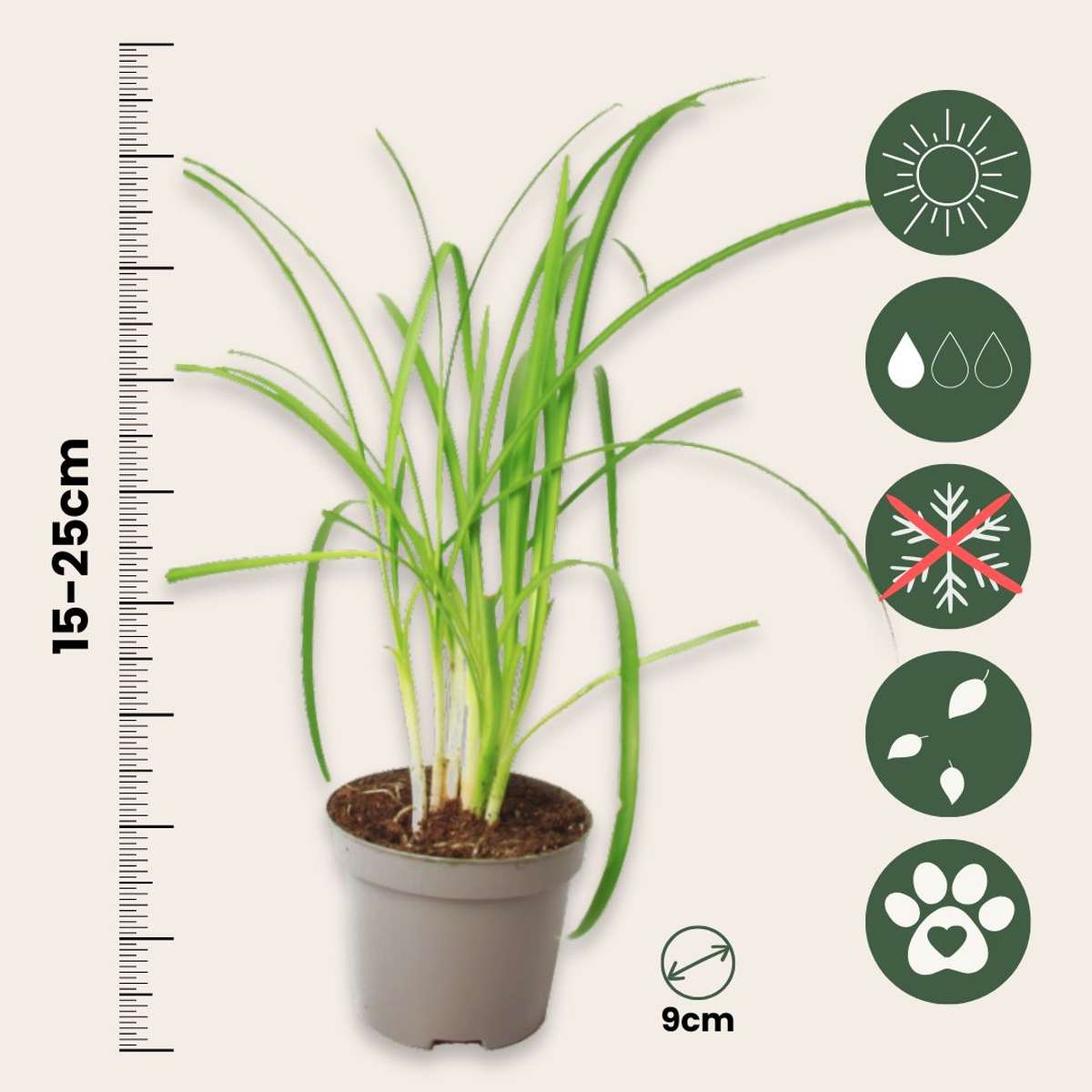 Usturoiul Dulce - 6 buc - Tulbaghia violacea - Înălţime 15-25cm - ⌀9cm