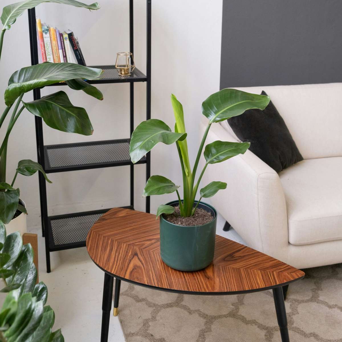 Planta păsării paradisului - Strelitzia reginea - Înălţime 25-40cm - ⌀9cm