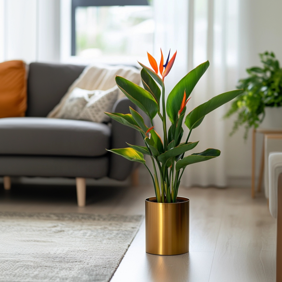 Planta păsării paradisului - Strelitzia reginea - Înălţime 25-40cm - ⌀9cm