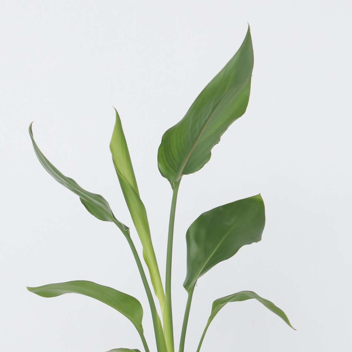 Planta păsării paradisului - Strelitzia reginea - Înălţime 25-40cm - ⌀9cm