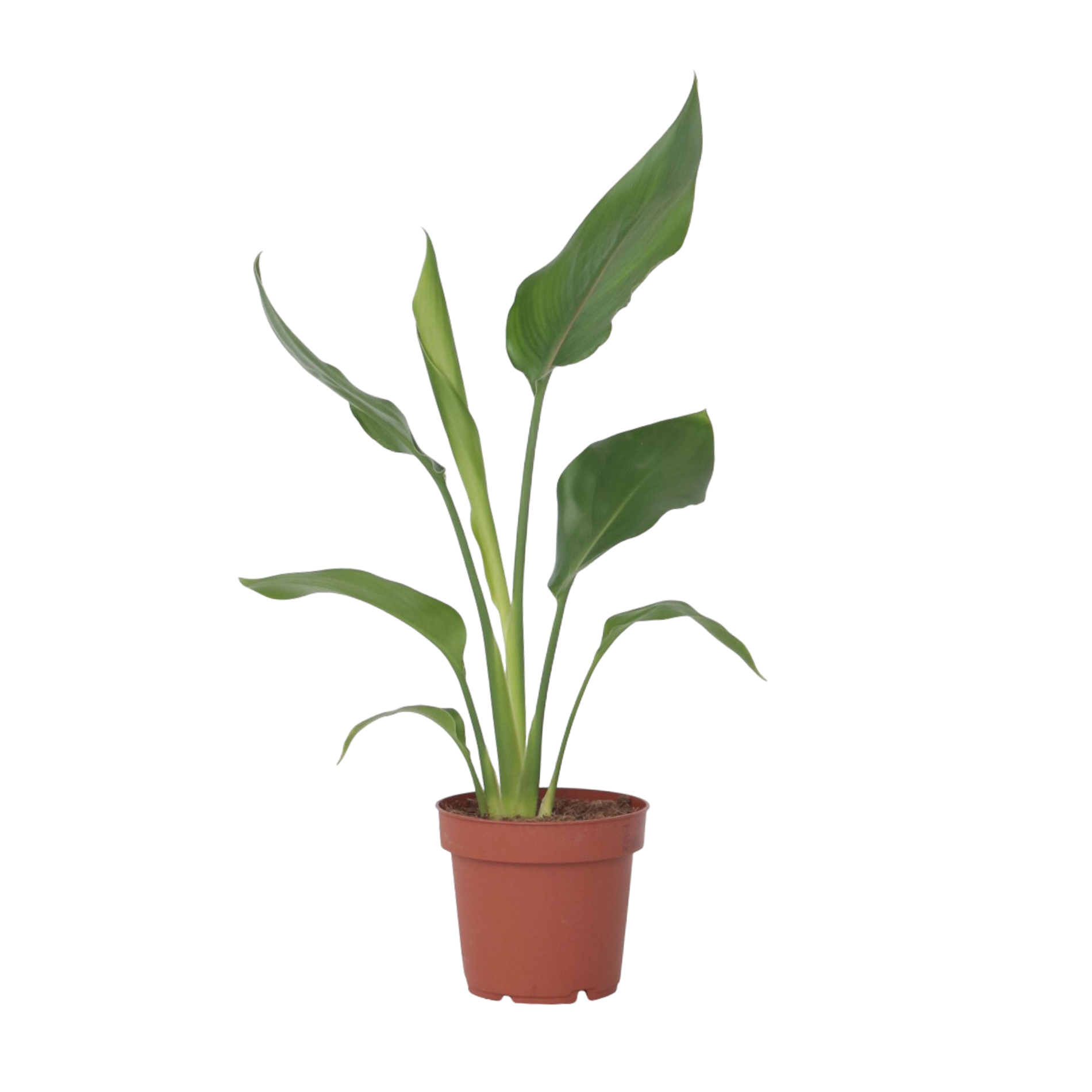 Planta păsării paradisului - Strelitzia reginea - Înălţime 25-40cm - ⌀9cm