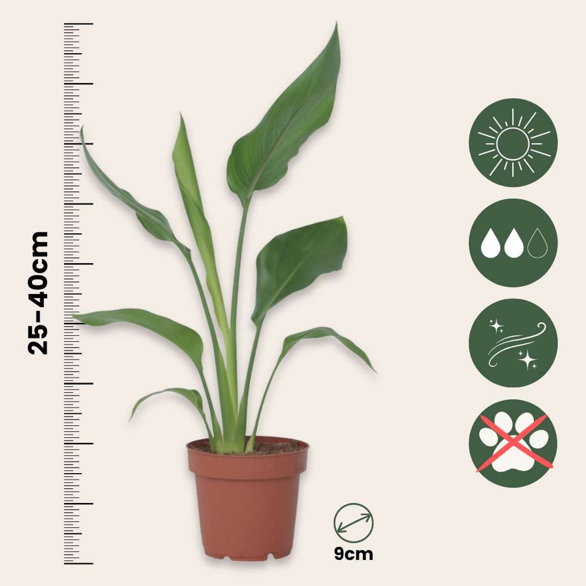 Planta păsării paradisului - Strelitzia reginea - Înălţime 25-40cm - ⌀9cm