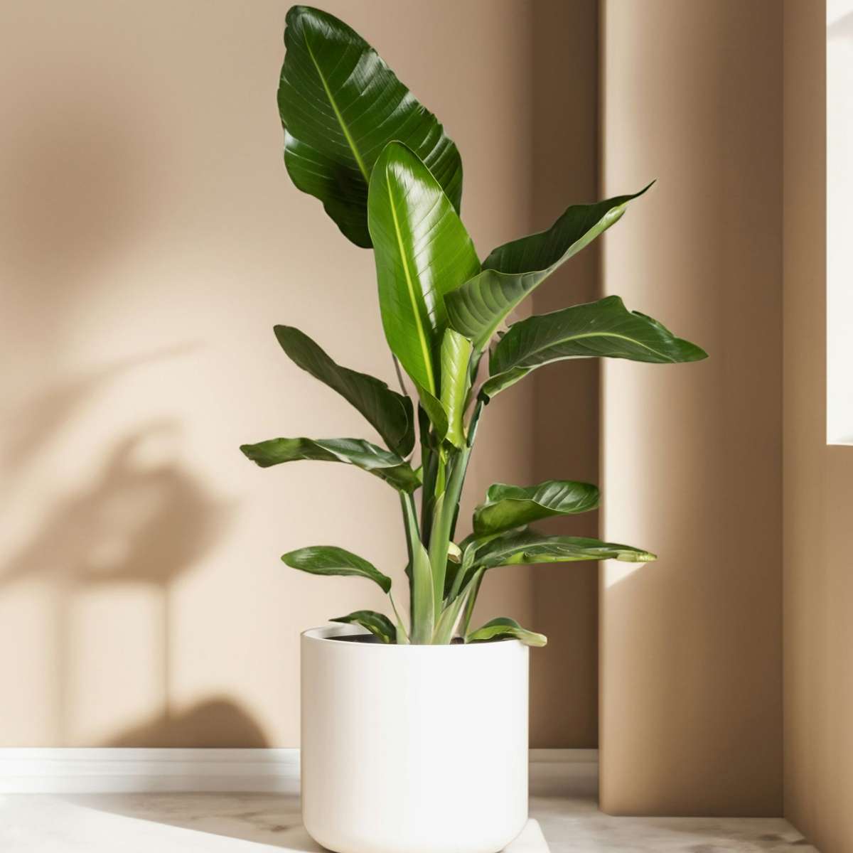 Planta păsării paradisului - 6 buc - Strelitzia reginea - În. 25-40cm - ⌀9cm