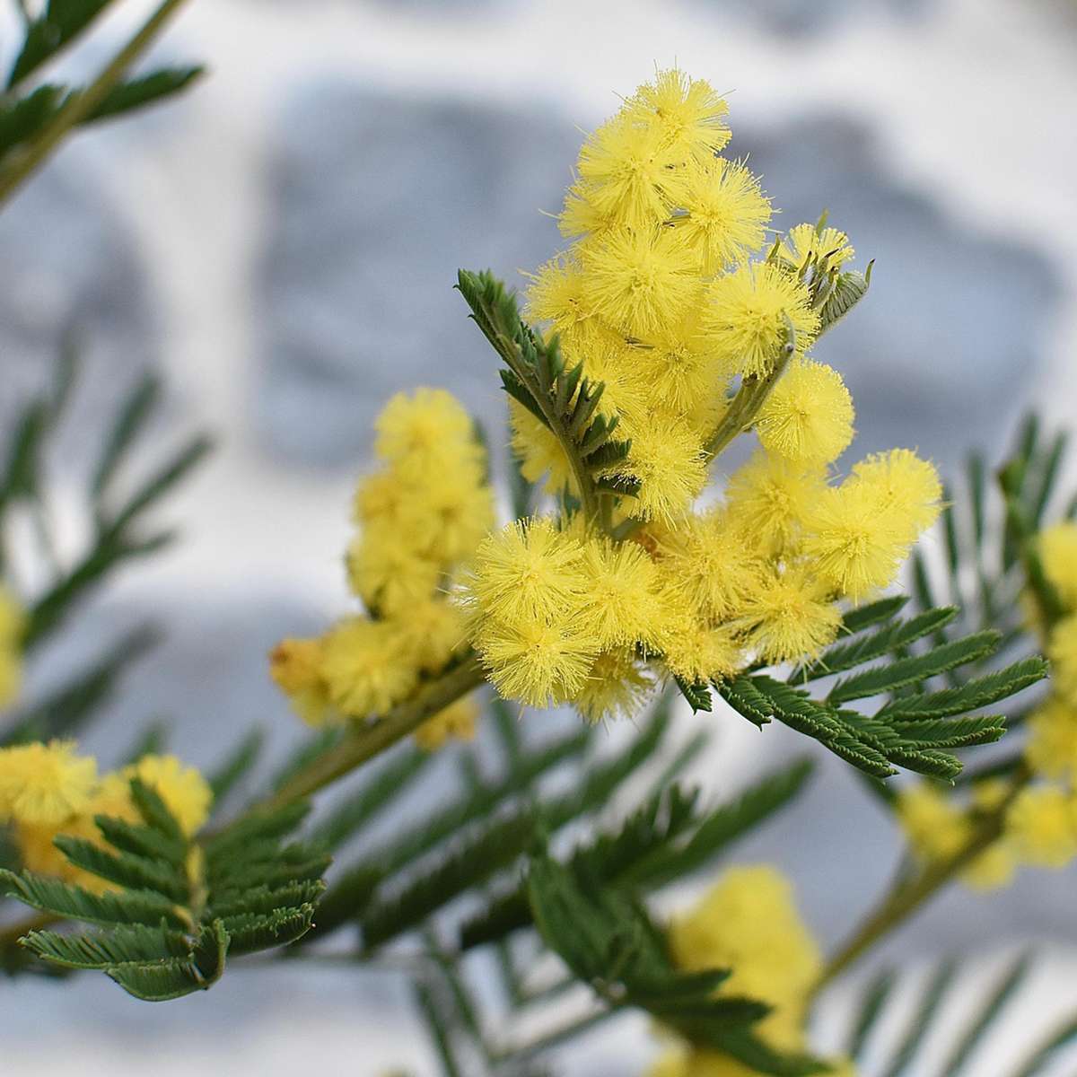 Mimoza - 6 buc - Mimosa dealbata - Înălţime 25-40cm - ⌀9cm