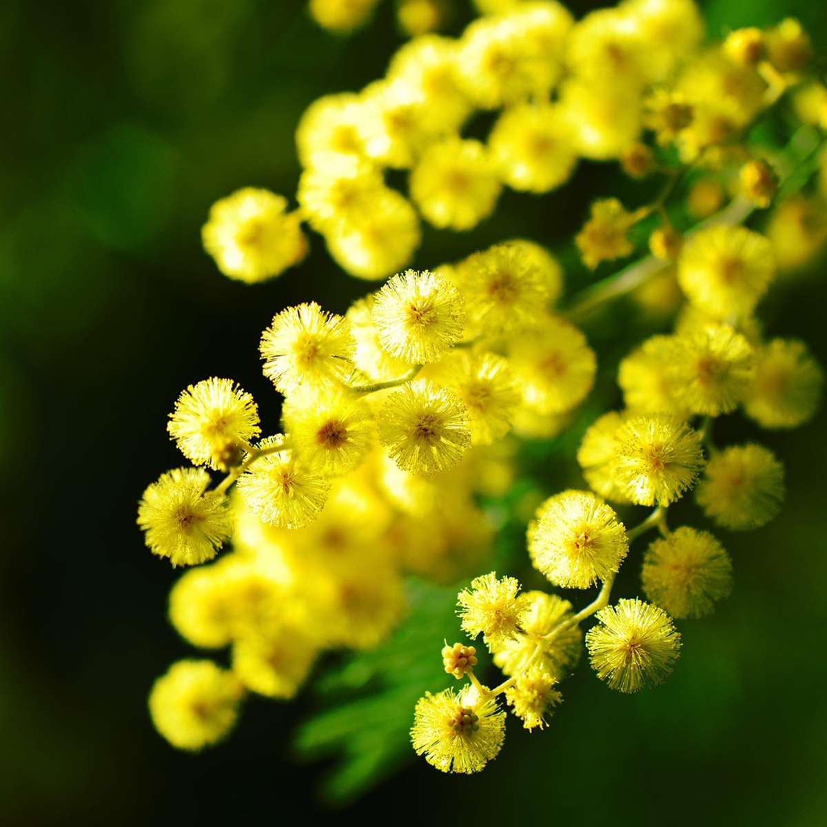 Mimoza - 6 buc - Mimosa dealbata - Înălţime 25-40cm - ⌀9cm