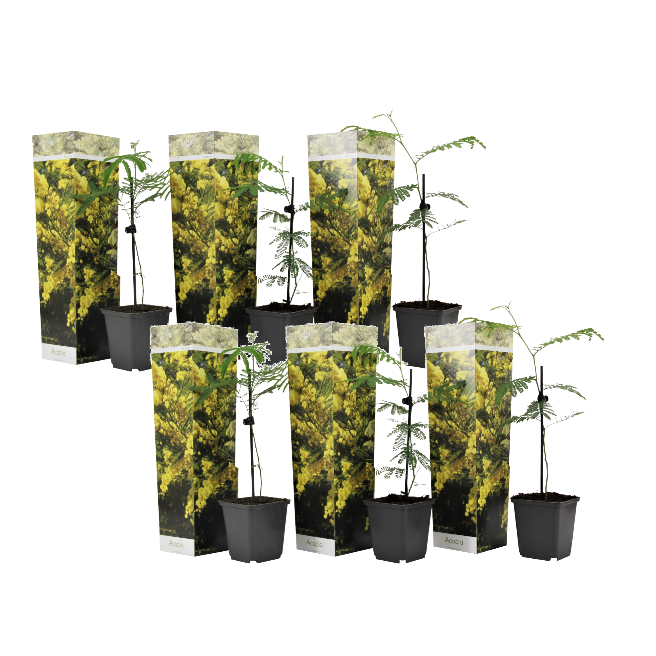 Mimoza - 6 buc - Mimosa dealbata - Înălţime 25-40cm - ⌀9cm