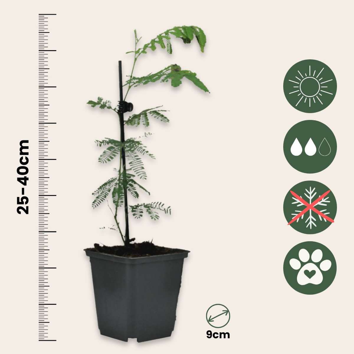 Mimoza - 6 buc - Mimosa dealbata - Înălţime 25-40cm - ⌀9cm