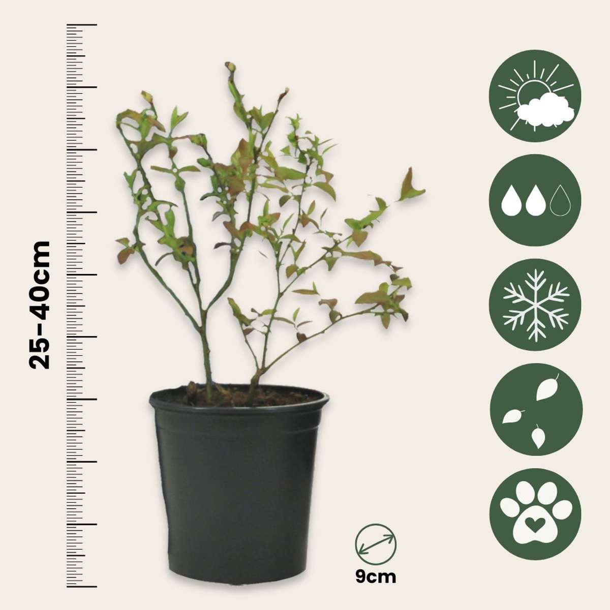 Amestecul de smoothie - 8 buc - Înălţime 25-40cm - ⌀9cm