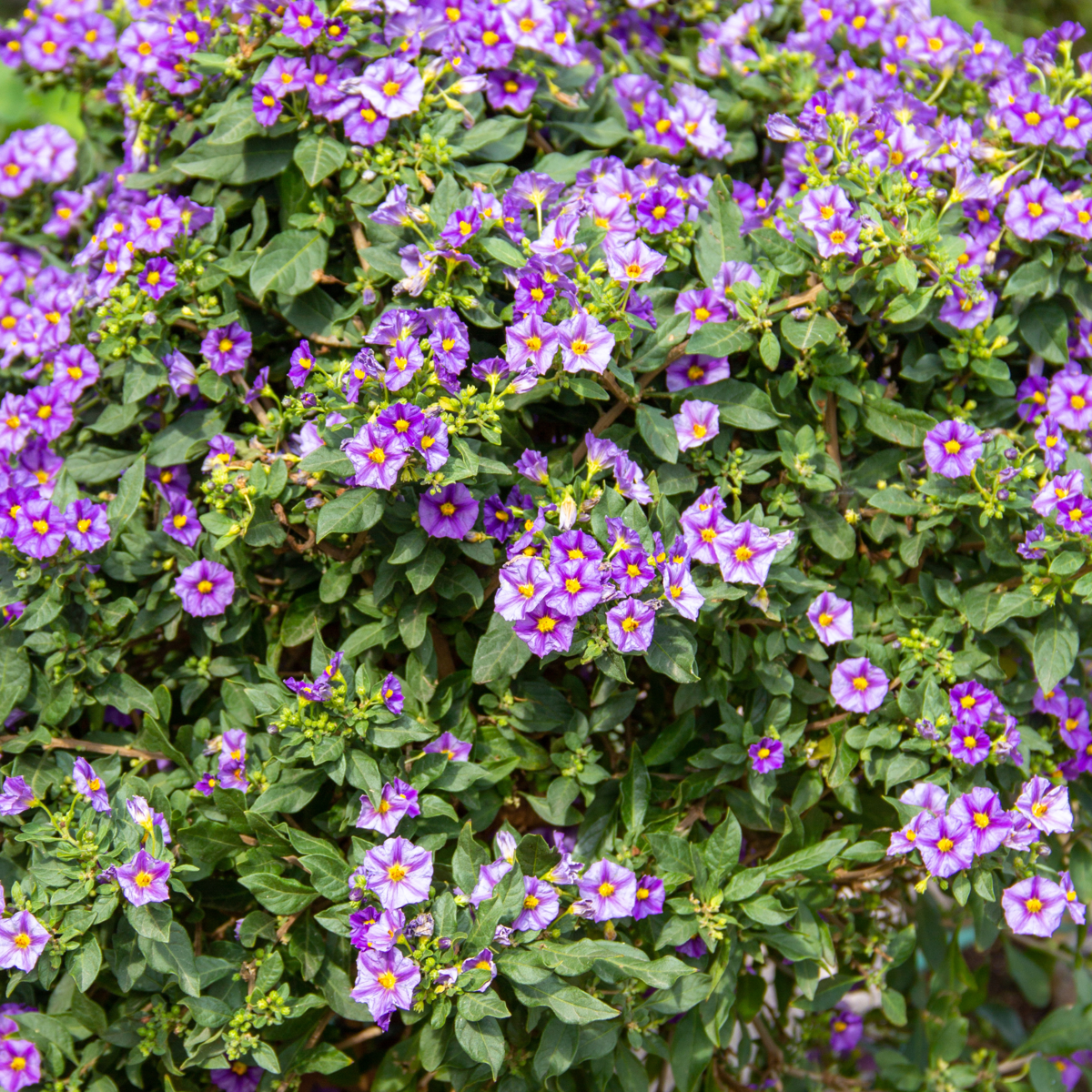 Umbra noptii - 3 buc - Lycianthes rantonnetii - Înălţime 25-40cm - ⌀9cm