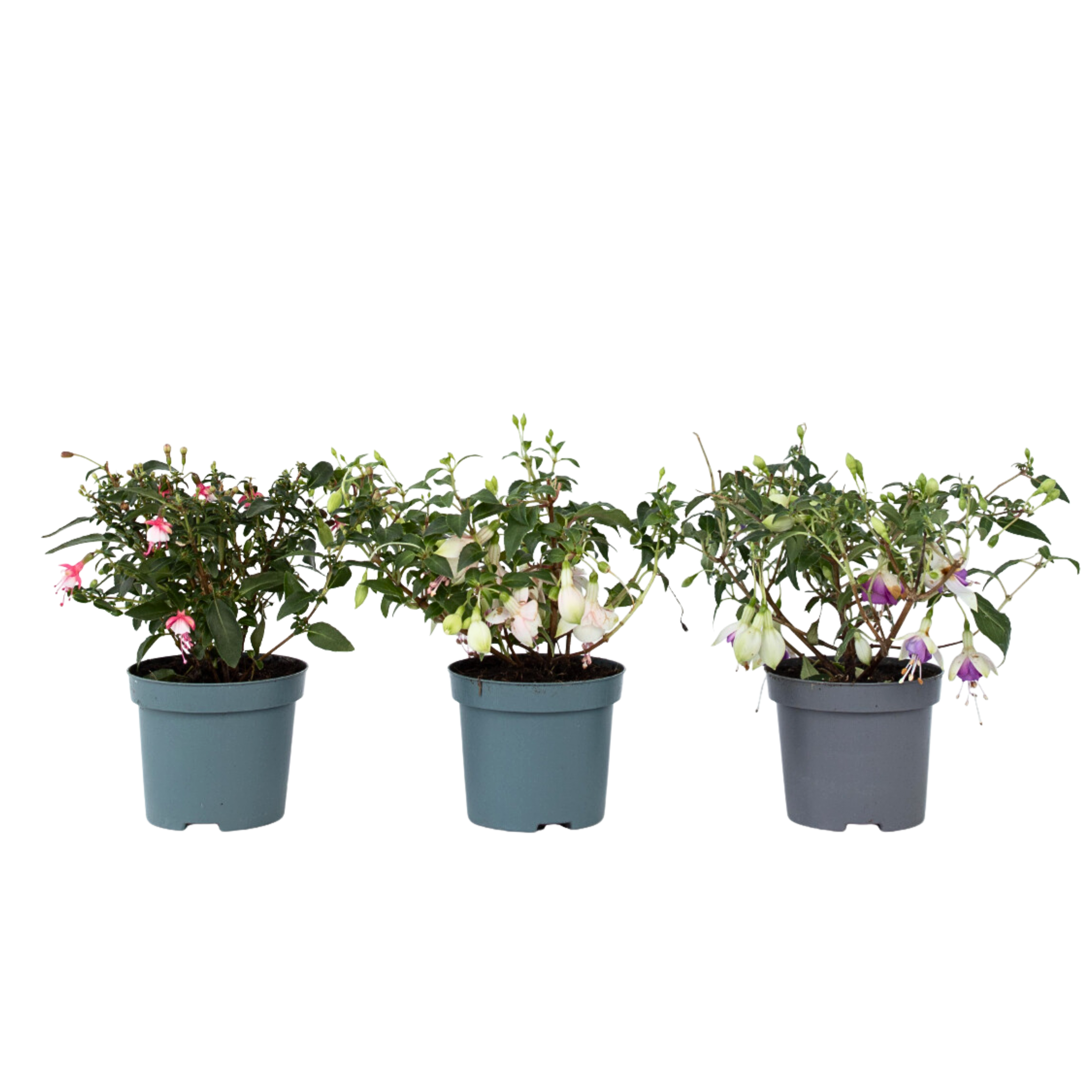 Fucsie de Magellan - 3 buc - Fuchsia magellanica - Înălţime 10-20cm - ⌀9cm