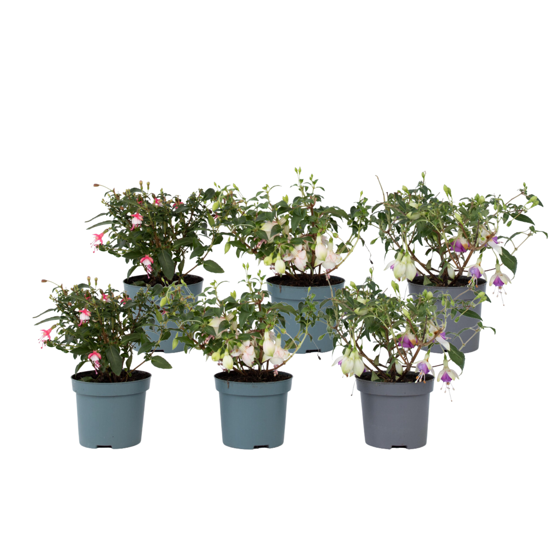Fucsie de Magellan - 6 buc - Fuchsia magellanica - Înălţime 10-20cm - ⌀9cm