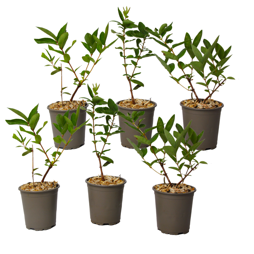 Afin siberian - 6 buc - Lonicera kamtchatica - Înălţime 25-40cm - ⌀9cm