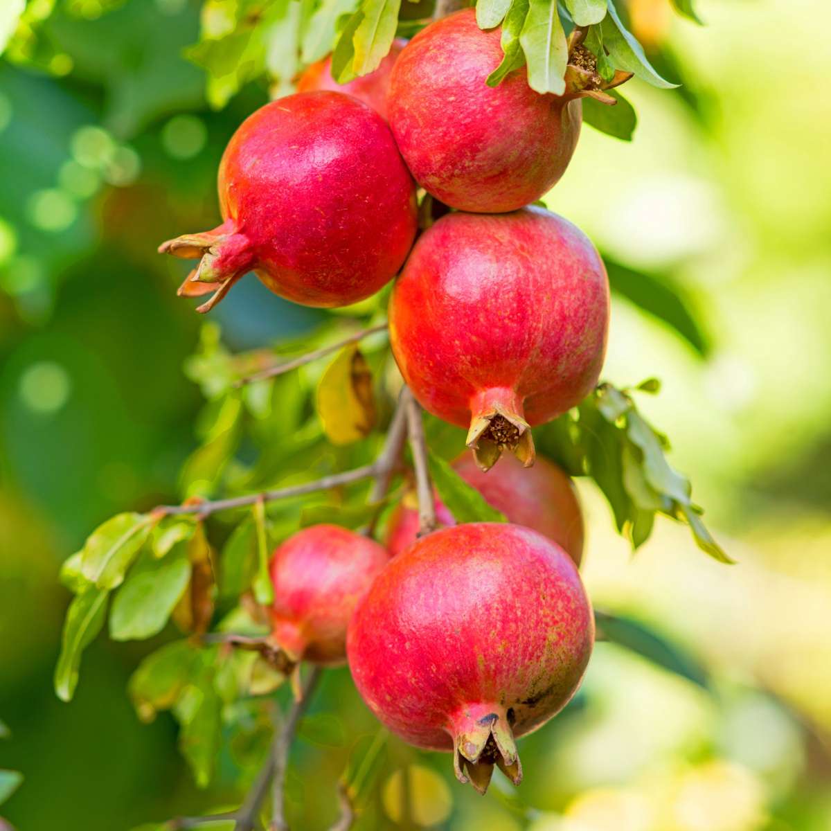 Rodie - 6 buc - Punica granatum - Înălţime 25-40cm - ⌀9cm