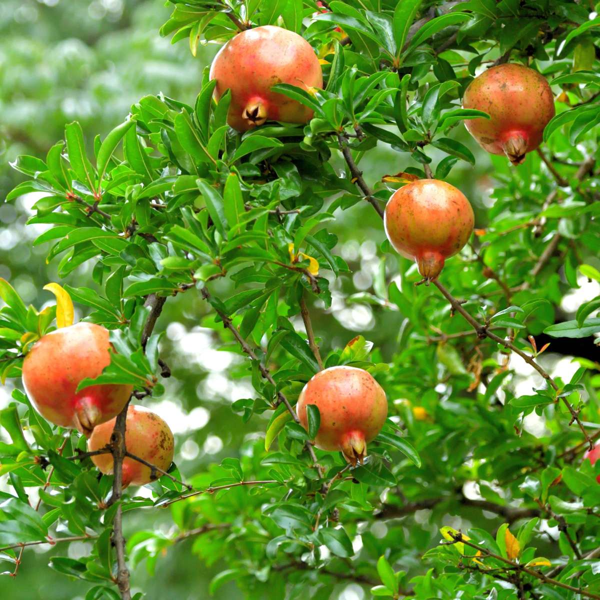 Rodie - 6 buc - Punica granatum - Înălţime 25-40cm - ⌀9cm