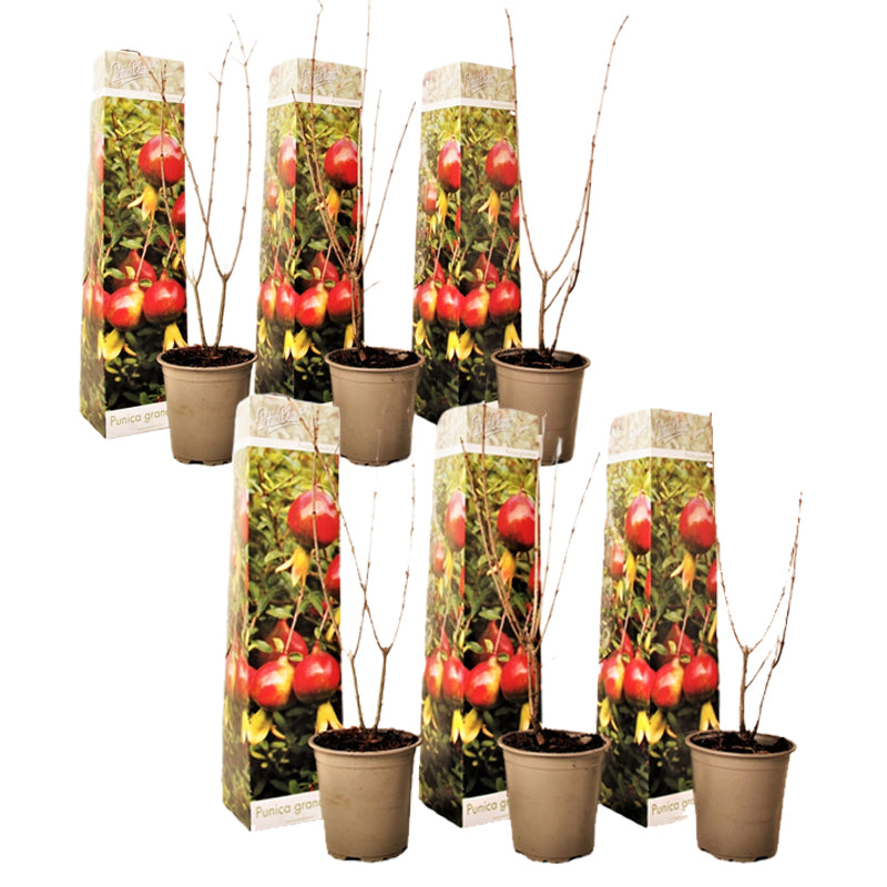 Rodie - 6 buc - Punica granatum - Înălţime 25-40cm - ⌀9cm