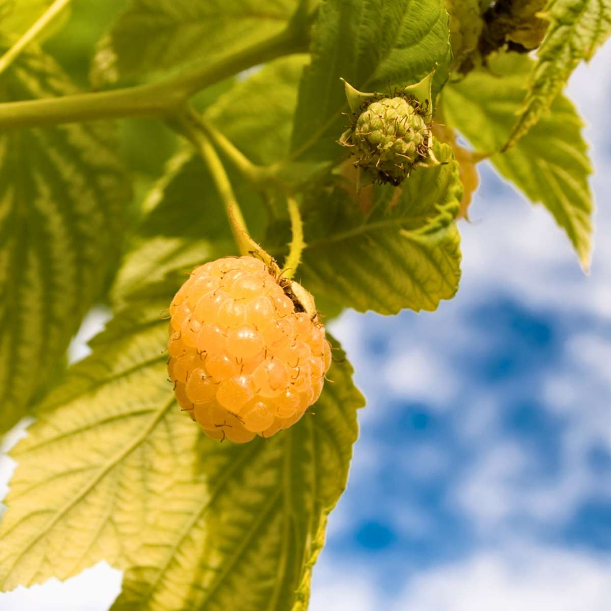 Zmeur - 6 buc - Rubus idaeus 'Fallgold' - Înălţime 25-40cm - ⌀9cm