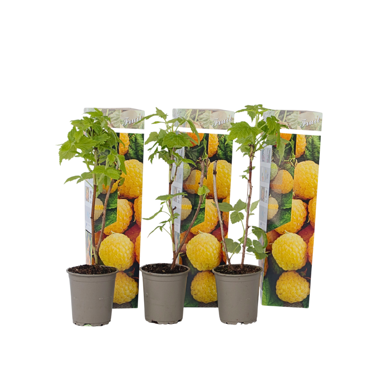 Zmeur - 3 buc - Rubus idaeus 'Fallgold' - Înălţime 25-40cm - ⌀9cm