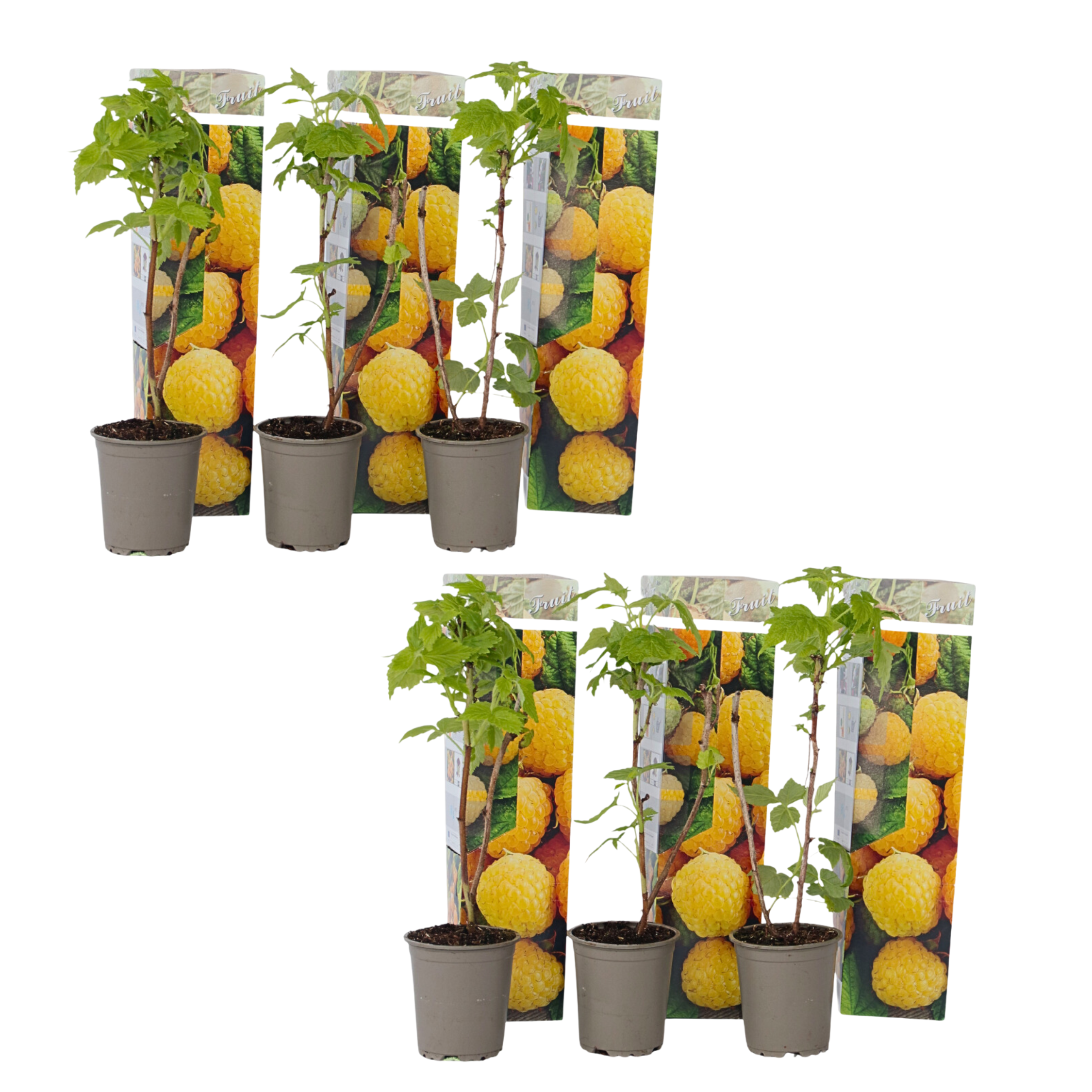 Zmeur - 6 buc - Rubus idaeus 'Fallgold' - Înălţime 25-40cm - ⌀9cm