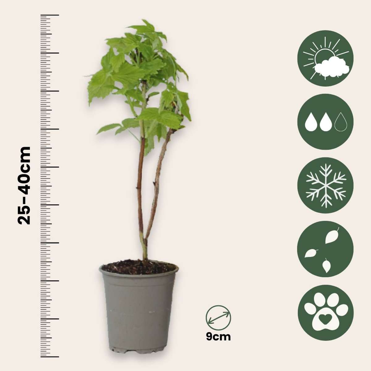 Zmeur - 6 buc - Rubus idaeus 'Fallgold' - Înălţime 25-40cm - ⌀9cm