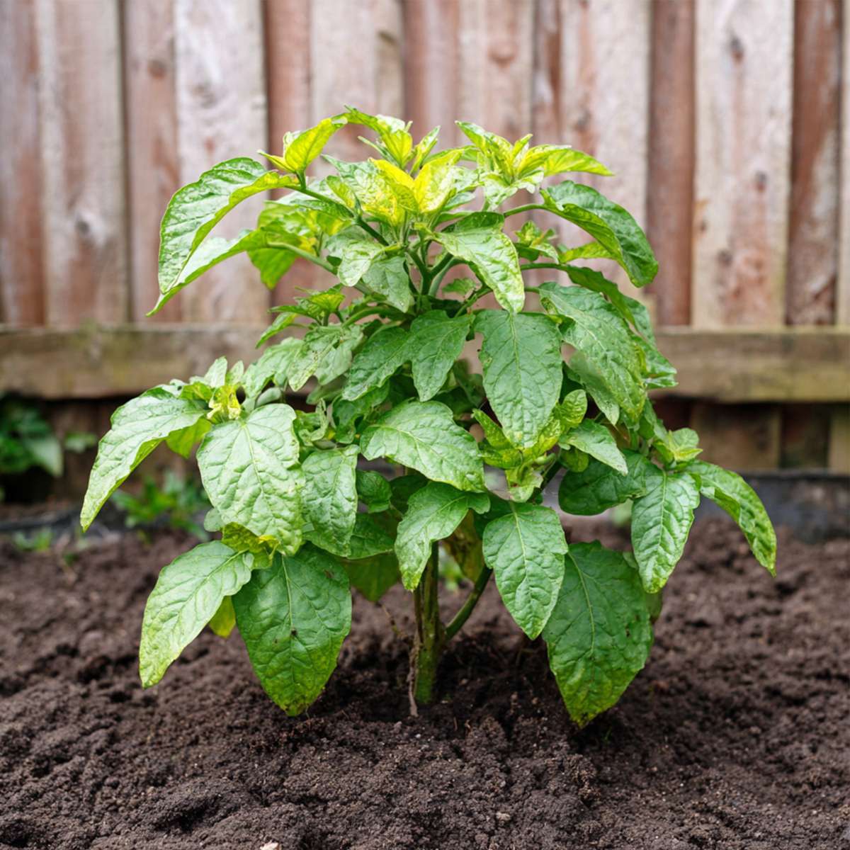 Pepino - 3 buc - Solanum Muricatum 'Pepino gold' - Înălţime 25-40cm - ⌀9cm