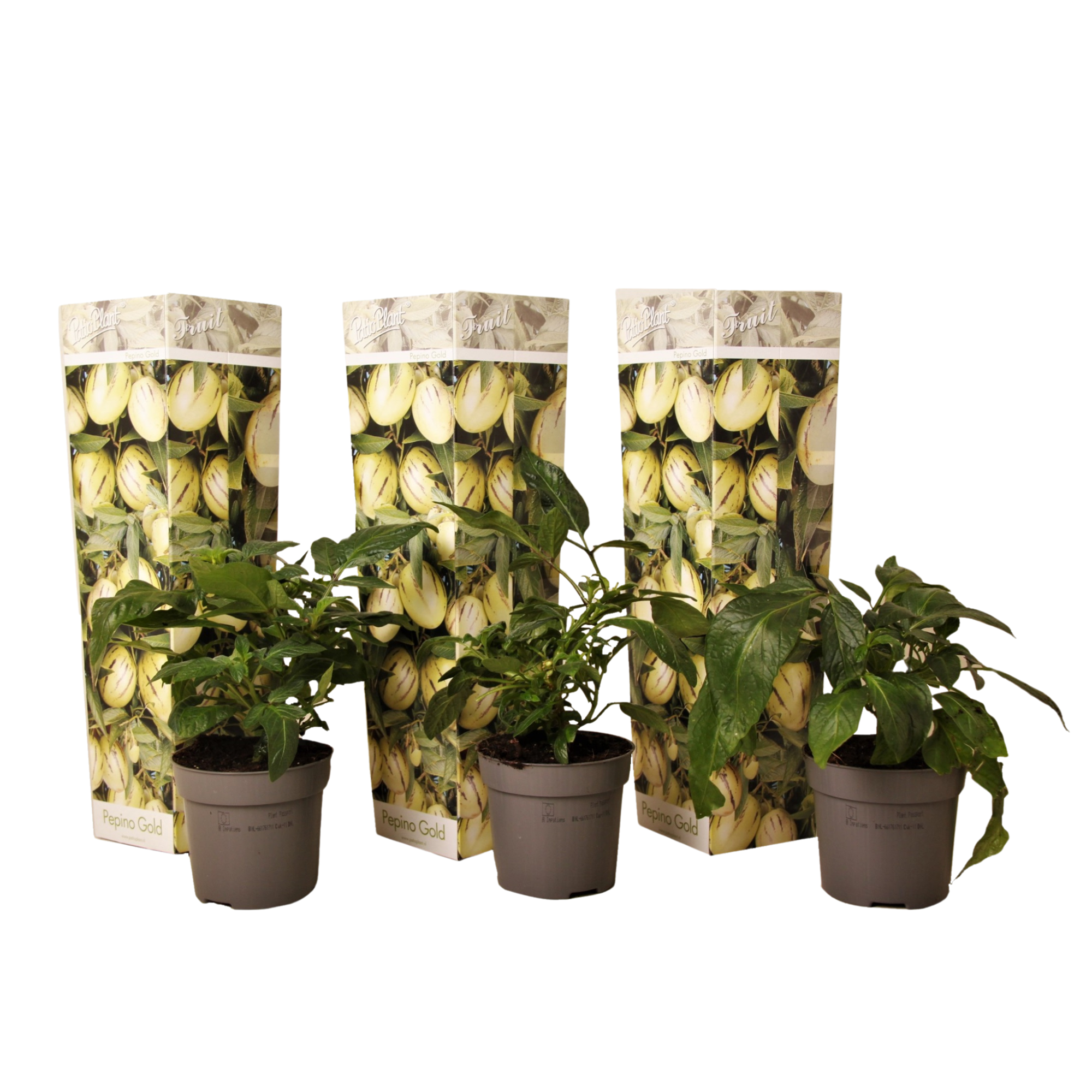 Pepino - 3 buc - Solanum Muricatum 'Pepino gold' - Înălţime 25-40cm - ⌀9cm