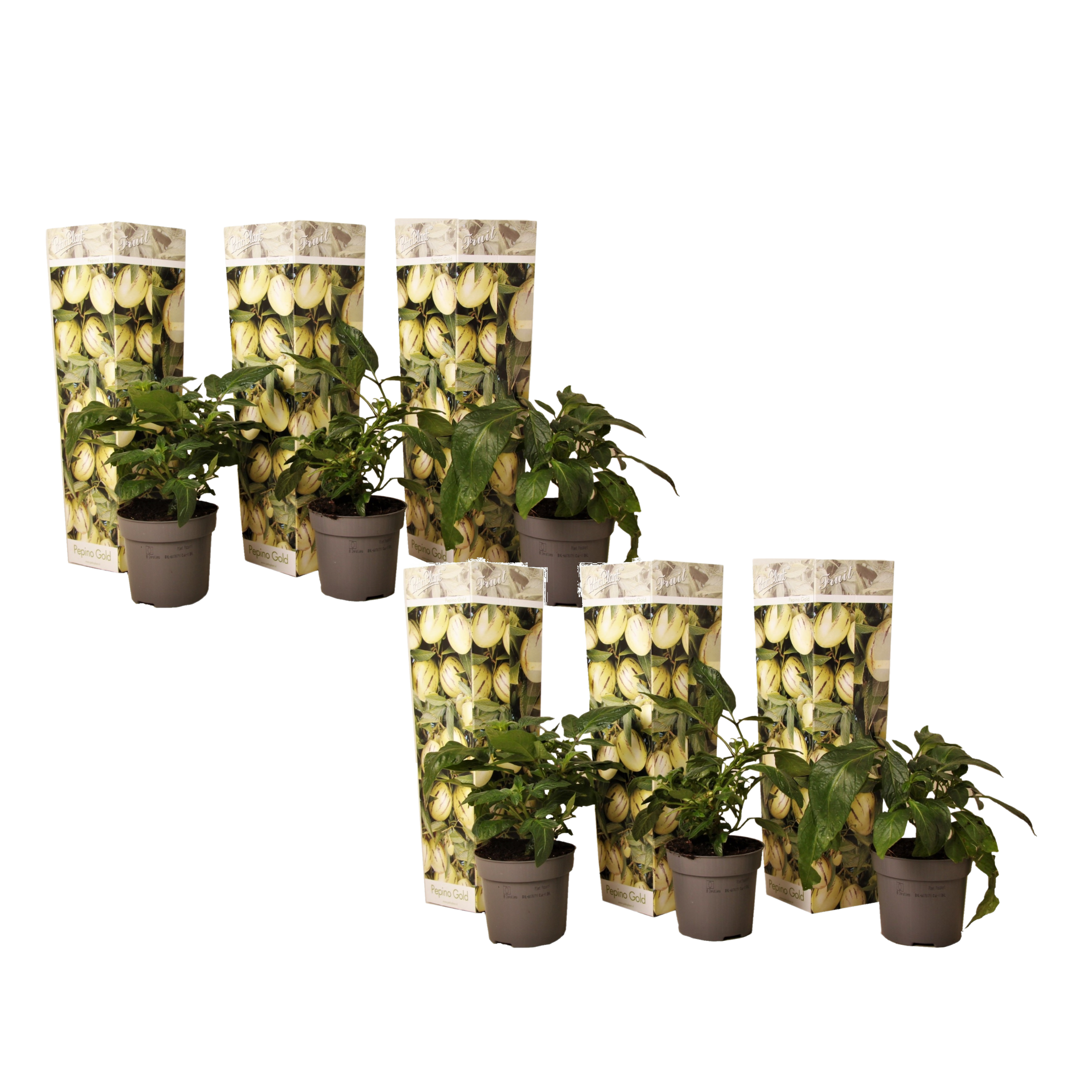 Pepino - 6 buc - Solanum Muricatum 'Pepino gold' - Înălţime 25-40cm - ⌀9cm