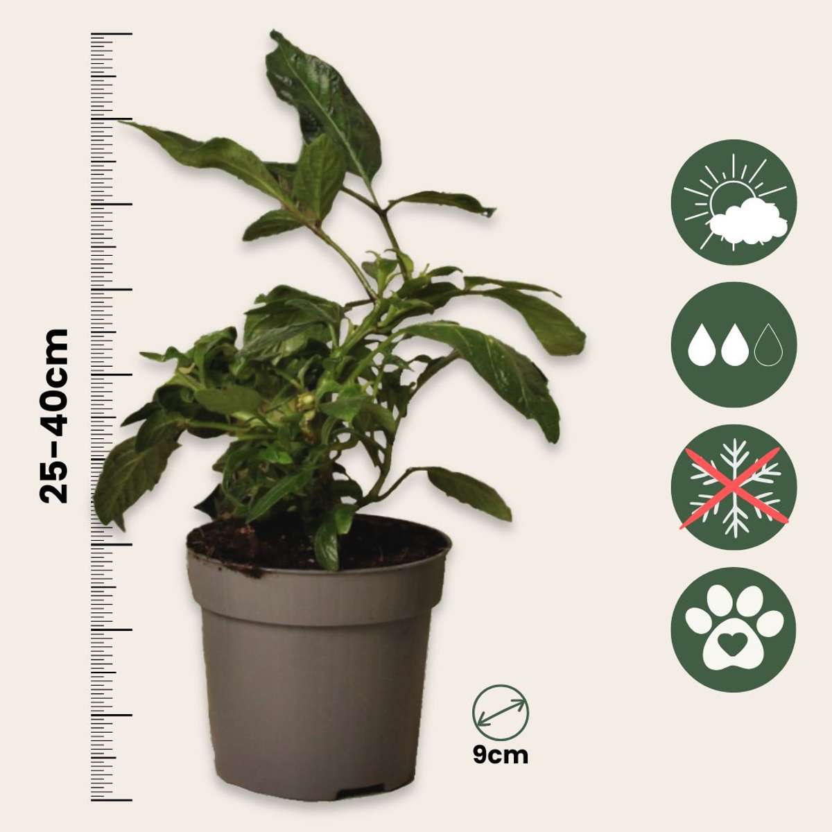 Pepino - 6 buc - Solanum Muricatum 'Pepino gold' - Înălţime 25-40cm - ⌀9cm