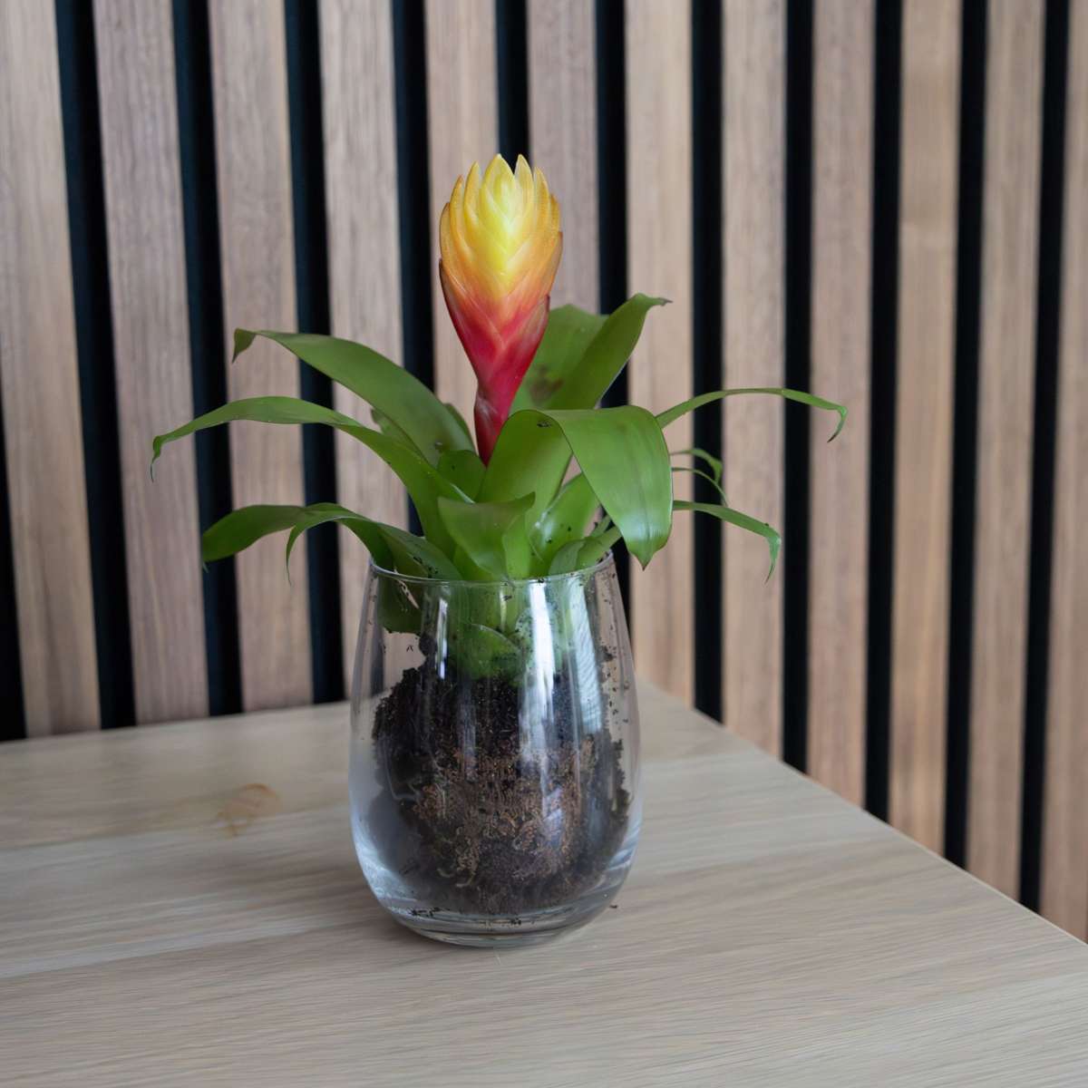 Sabia de foc - Set de 3 - Tillandsia Vriesea 'Dorado' - Înălțime 15-25cm - ø7cm