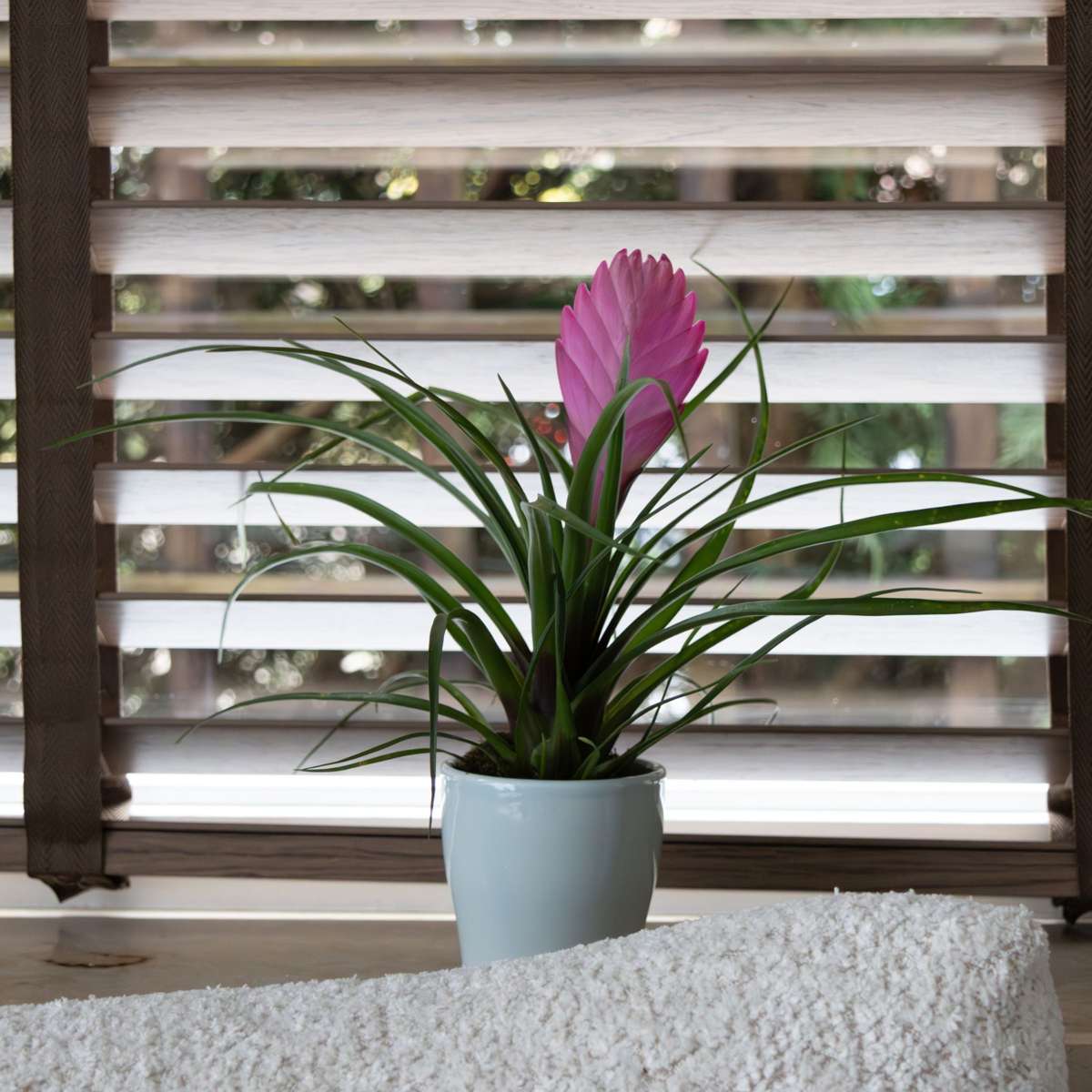 Tillandsia cyanea ‘Pastel’ – Set de 3 cu ghiveci – Înălțime 20–30cm – ø7cm