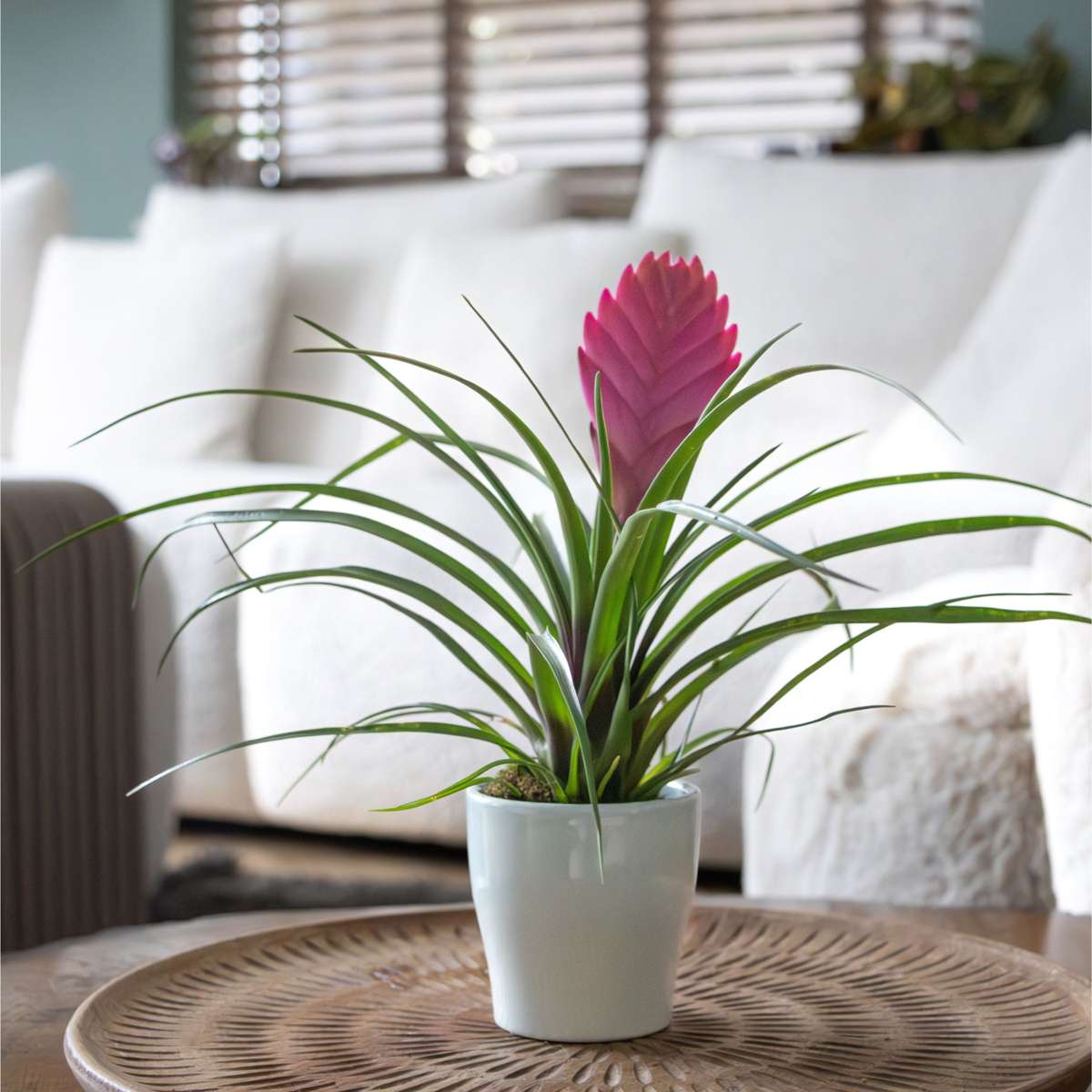 Tillandsia cyanea ‘Pastel’ – Set de 3 cu ghiveci – Înălțime 20–30cm – ø7cm