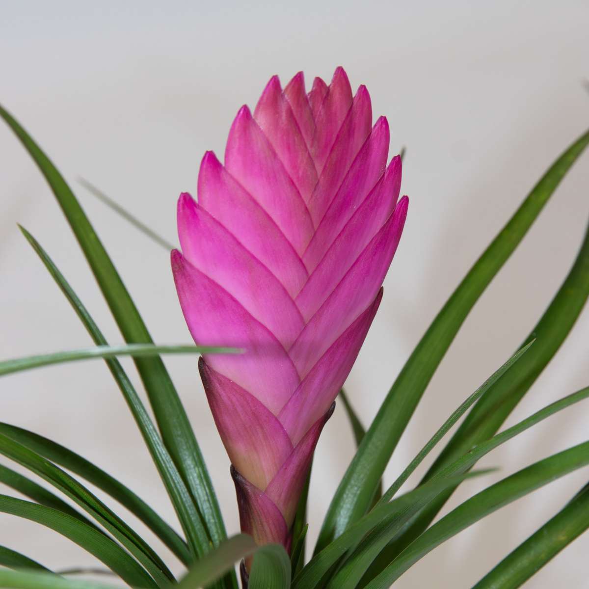Tillandsia cyanea ‘Pastel’ – Set de 3 cu ghiveci – Înălțime 20–30cm – ø7cm