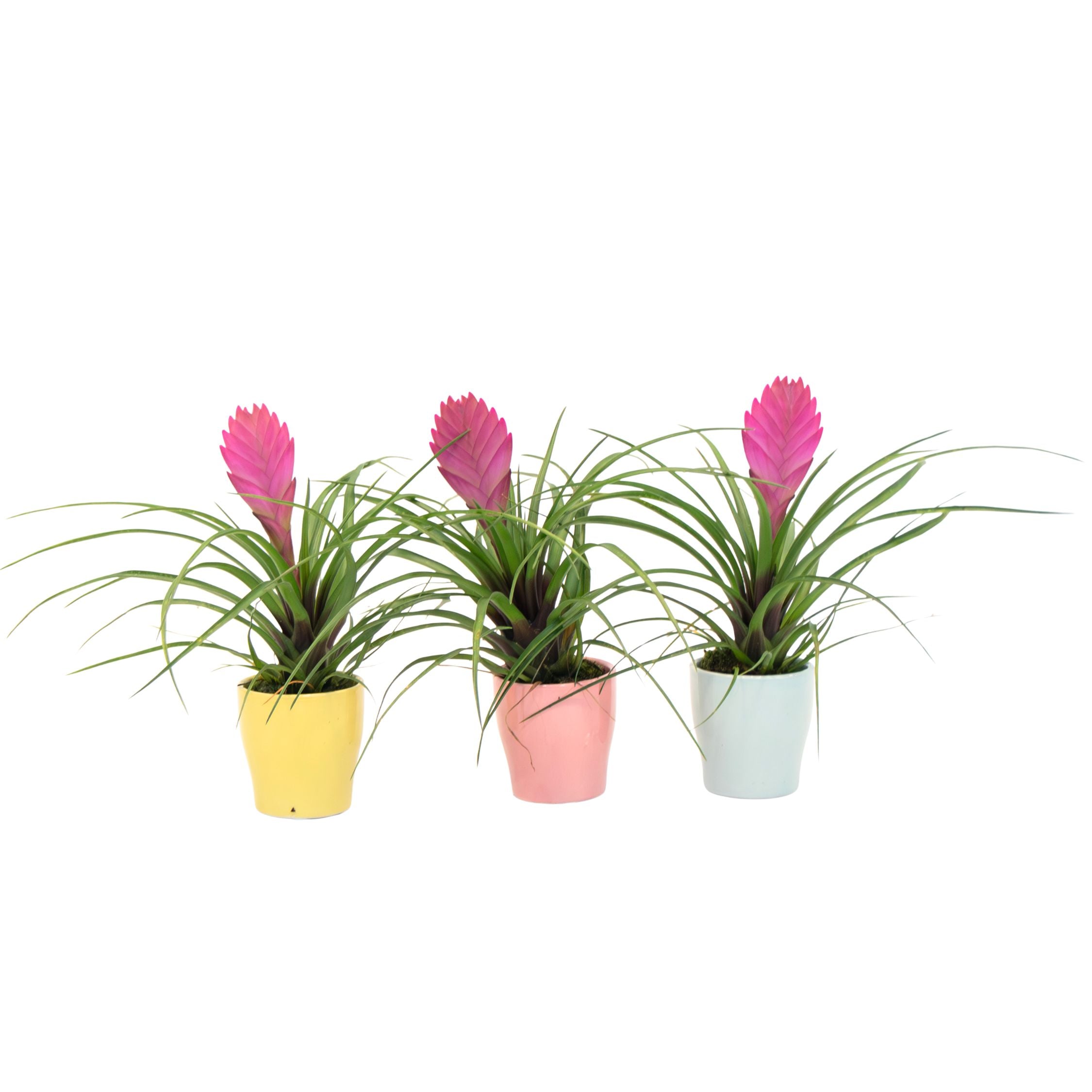 Tillandsia cyanea ‘Pastel’ – Set de 3 cu ghiveci – Înălțime 20–30cm – ø7cm