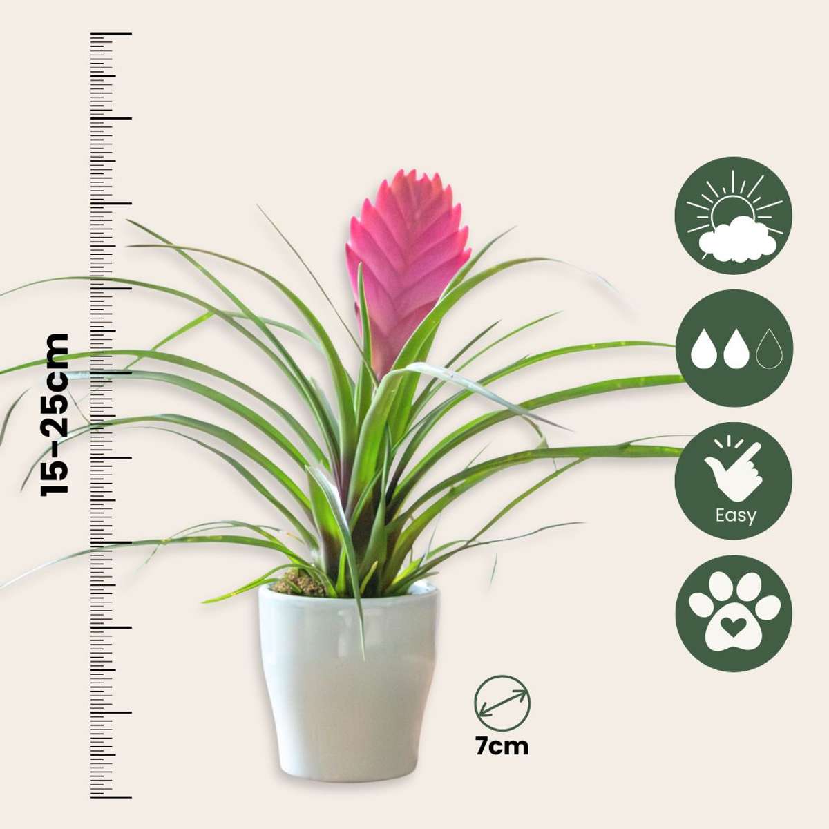 Tillandsia cyanea ‘Pastel’ – Set de 3 cu ghiveci – Înălțime 20–30cm – ø7cm