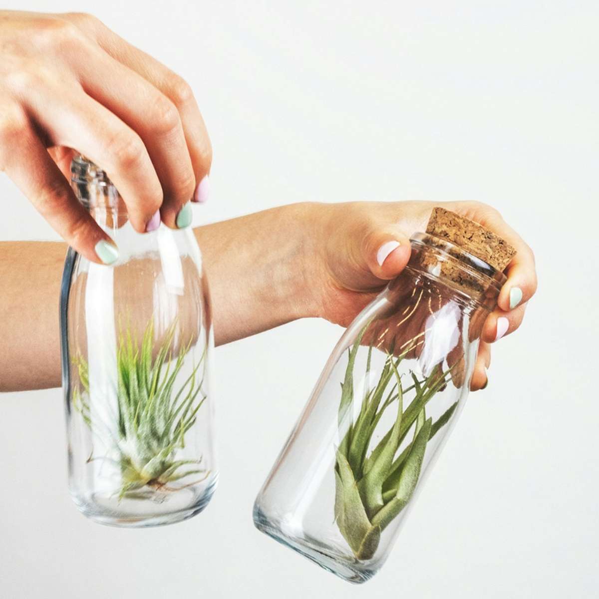 Planta aeriană - 3 buc - Tillandsia - Înălţime 5-15cm - ⌀5cm