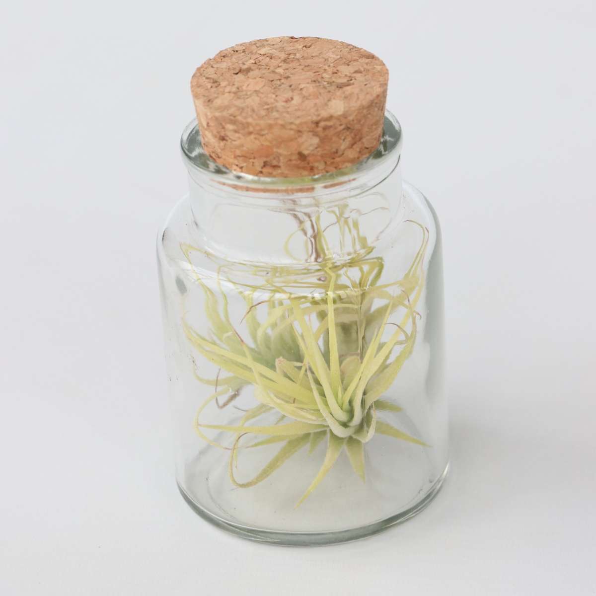 Planta aeriană - 3 buc - Tillandsia - Înălţime 5-15cm - ⌀5cm
