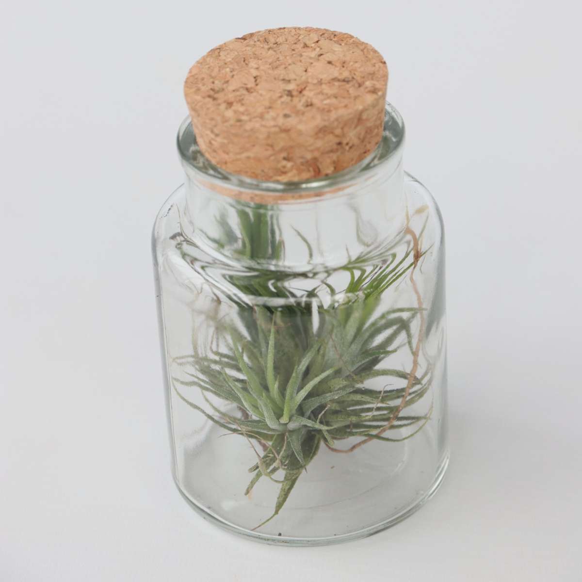 Planta aeriană - 3 buc - Tillandsia - Înălţime 5-15cm - ⌀5cm