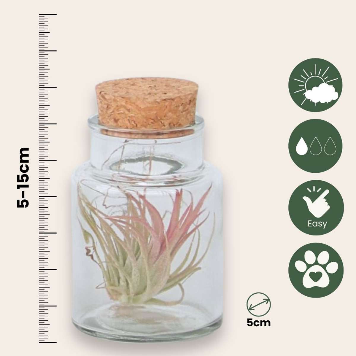 Planta aeriană - 3 buc - Tillandsia - Înălţime 5-15cm - ⌀5cm