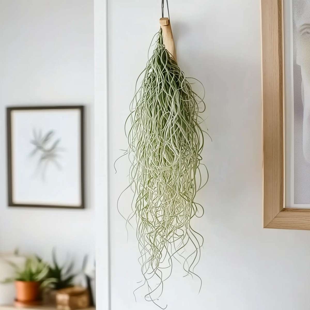 Planta aeriană - 3 buc - Tillandsia usneoides - Înălţime 25-40cm - ⌀5cm