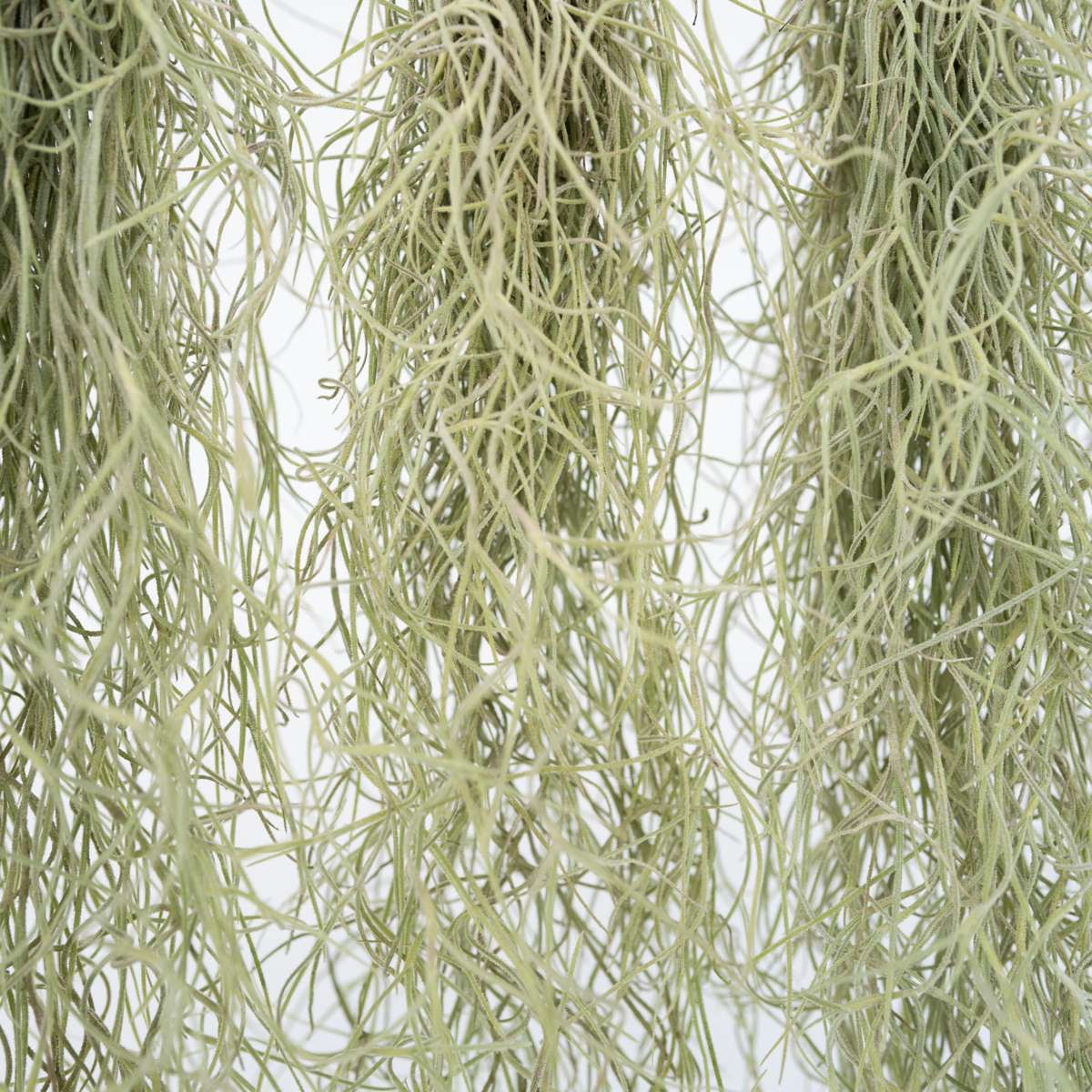 Planta aeriană - 3 buc - Tillandsia usneoides - Înălţime 25-40cm - ⌀5cm