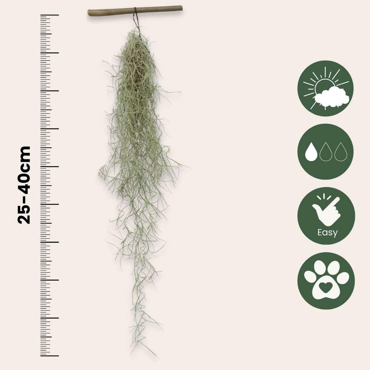 Planta aeriană - 3 buc - Tillandsia usneoides - Înălţime 25-40cm - ⌀5cm