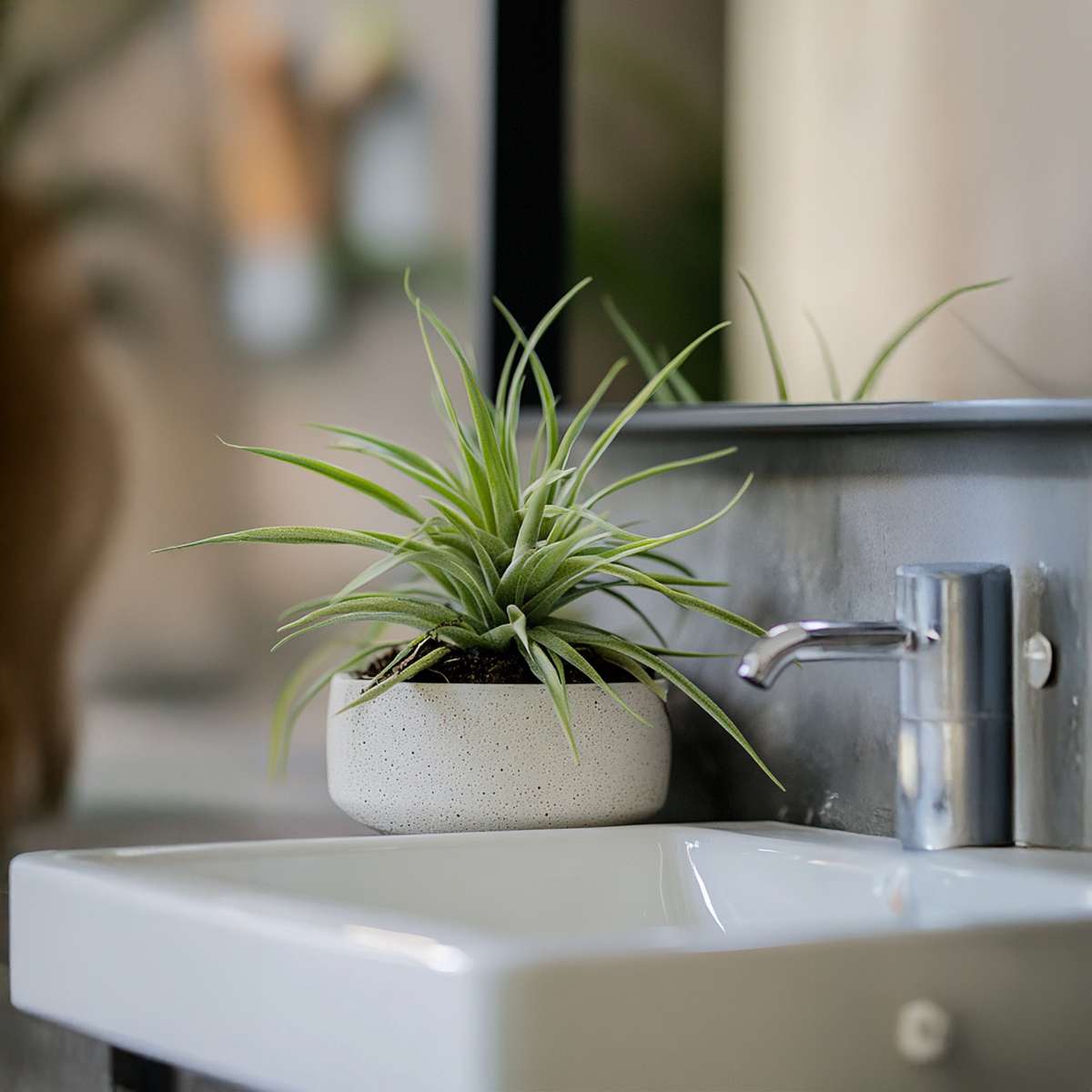 Planta aeriană - 3 buc - Tillandsia - Înălţime 5-15cm - ⌀5cm