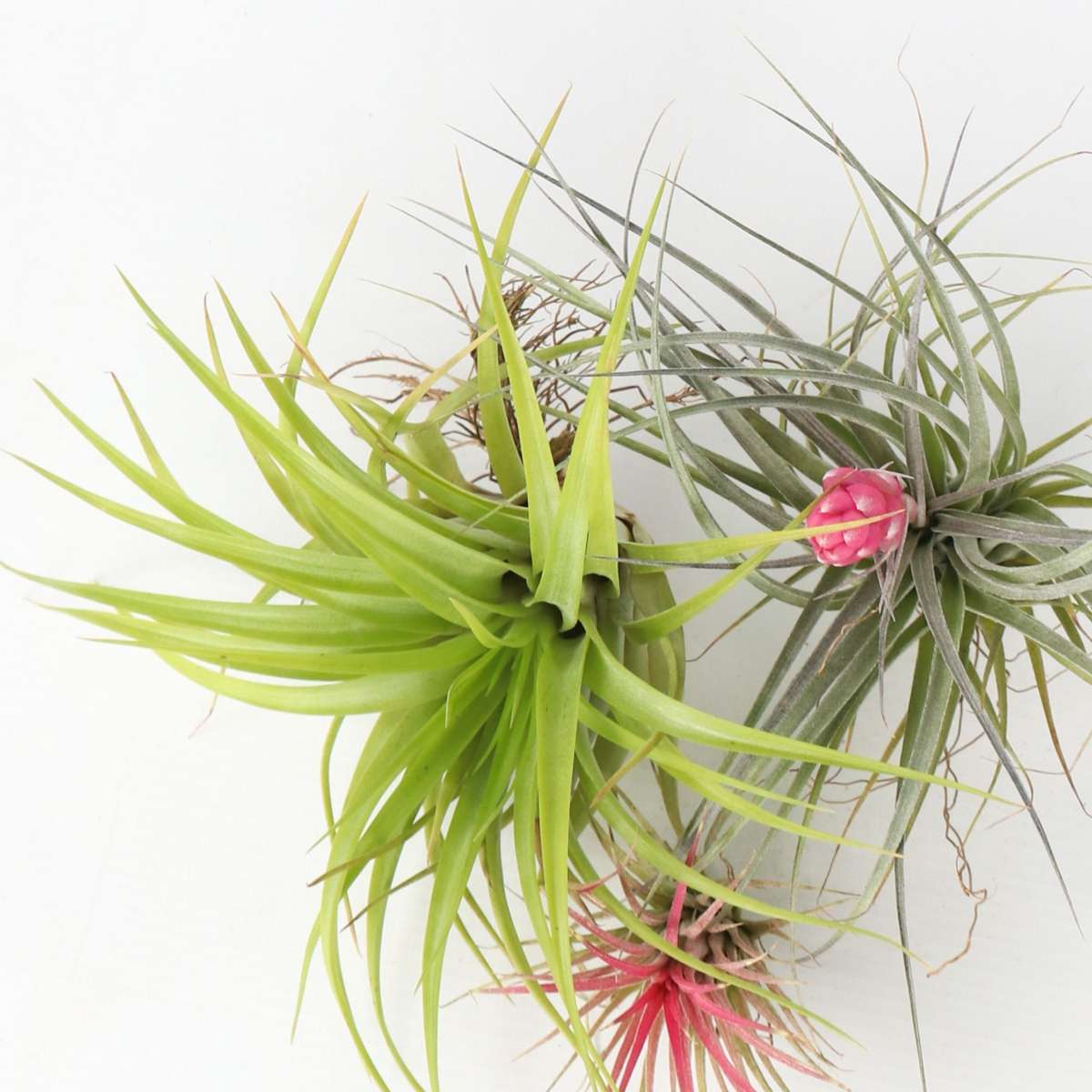 Planta aeriană - 3 buc - Tillandsia - Înălţime 5-15cm - ⌀5cm