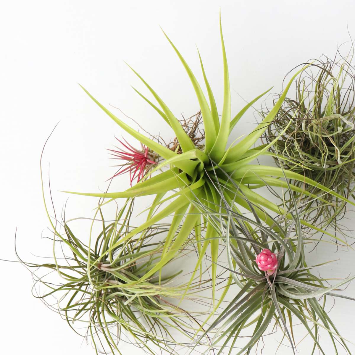 Planta aeriană - 5 buc - Tillandsia - Înălţime 5-15cm - ⌀5cm