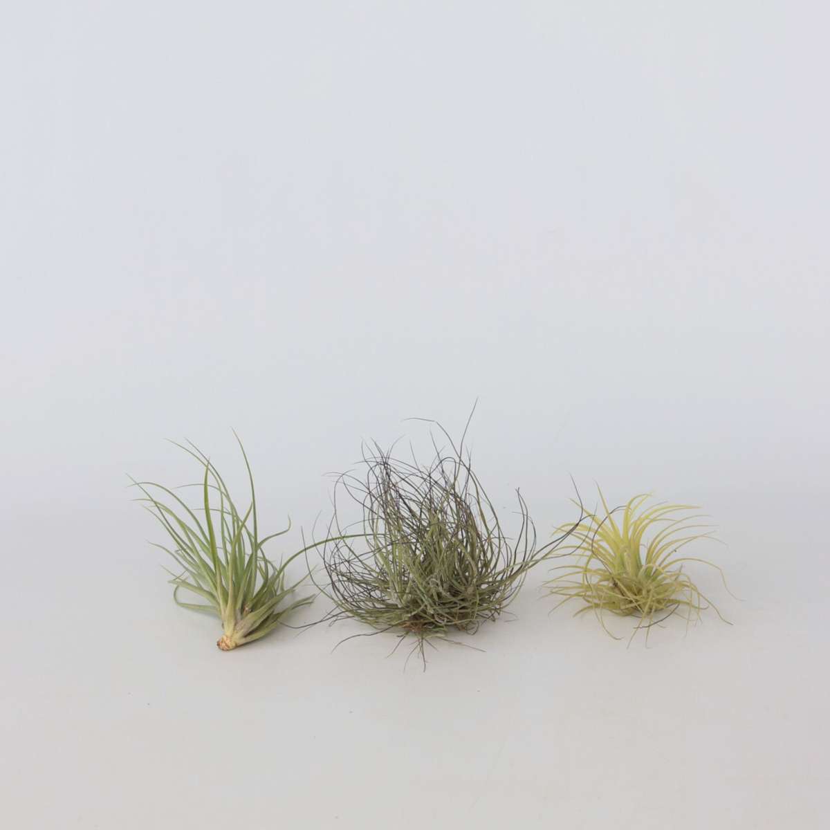 Planta aeriană - 6 buc - Tillandsia - Înălţime 5-15cm - ⌀5cm