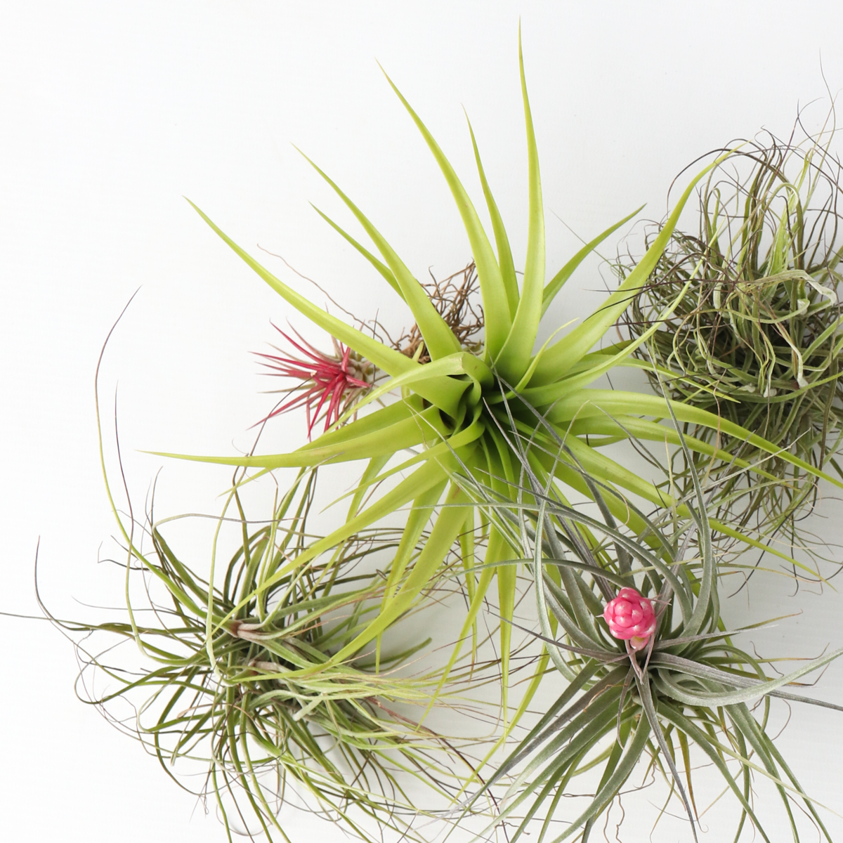 Planta aeriană - 10 buc - Tillandsia - Înălţime 5-15cm - ⌀5cm