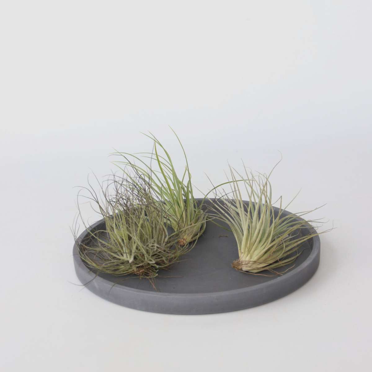 Planta aeriană - 10 buc - Tillandsia - Înălţime 5-15cm - ⌀5cm