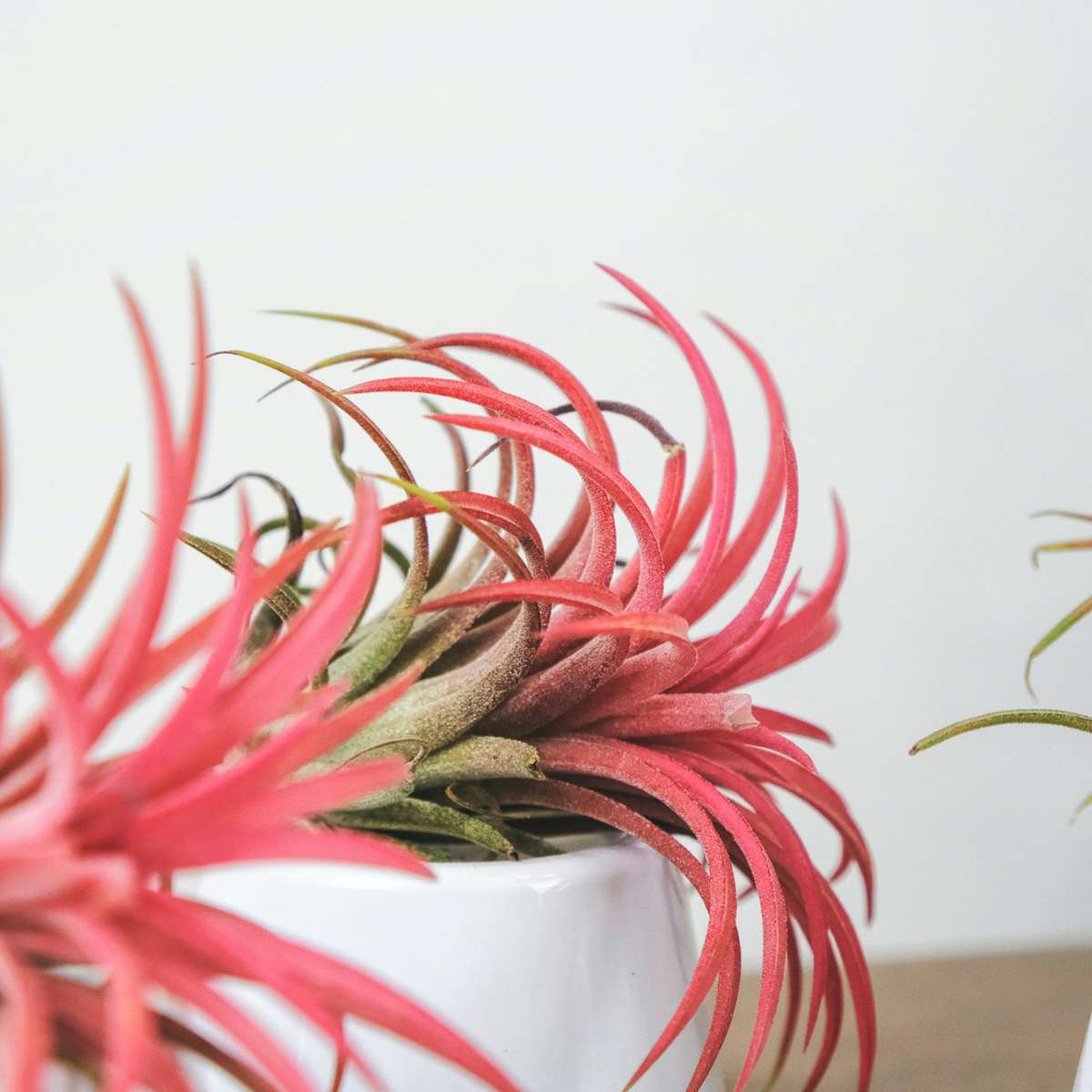 Planta aeriană - 10 buc - Tillandsia - Înălţime 5-15cm - ⌀5cm