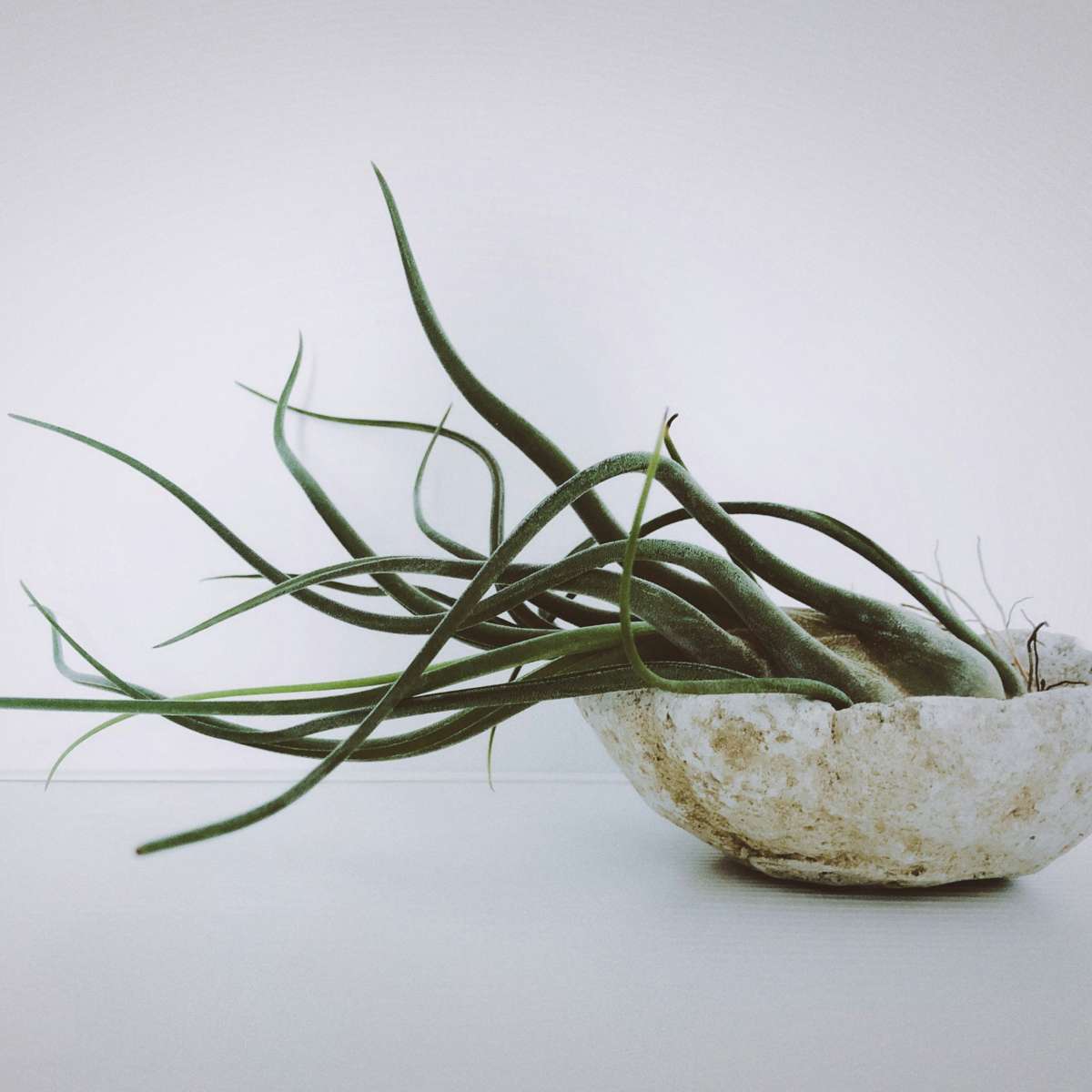 Planta aeriană - 10 buc - Tillandsia - Înălţime 5-15cm - ⌀5cm